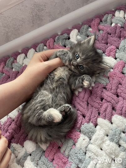 Котята мейн-кун
