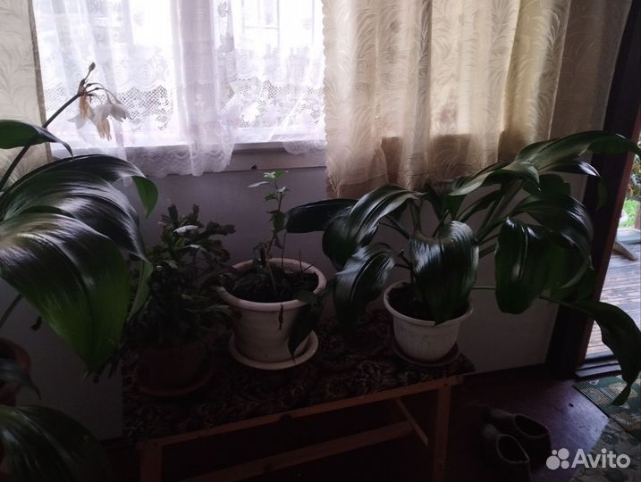 Комнатные растения цветы бесплатно