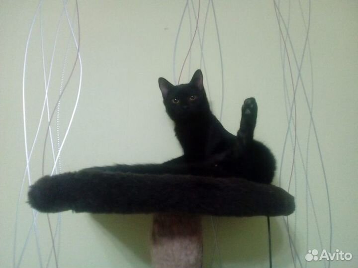 Молоденький котик Фауст