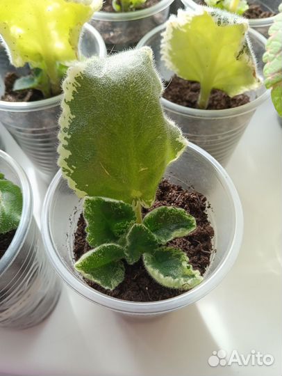 Детки сортовых фиалок