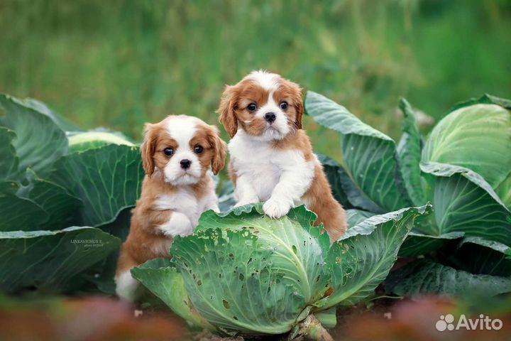 Кавалер Кинг чарльз спаниель