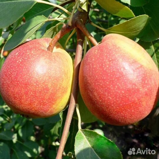 Рассада саженцев