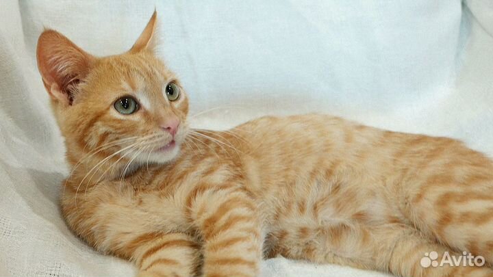 Котенок ищет дом