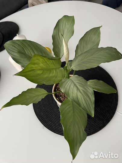 Спатифиллум spilt milk широкий лист, гофра