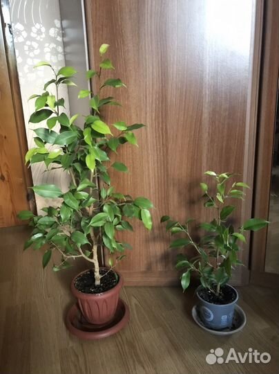 Фикус Бенджамина Наташа