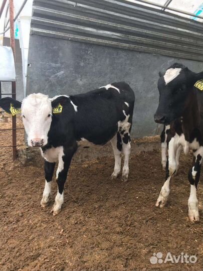 Бычки телята