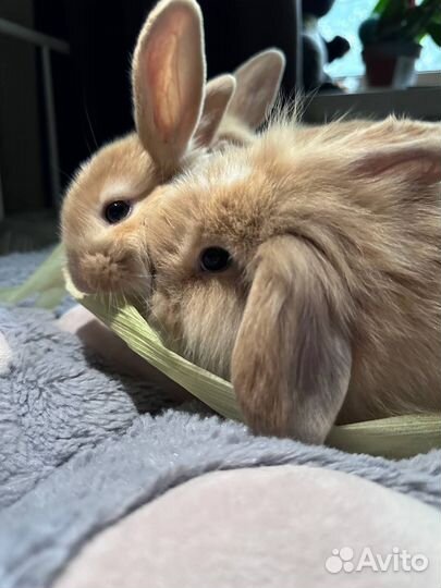 Карликовый вислоухий кролик Баран 1 месяц