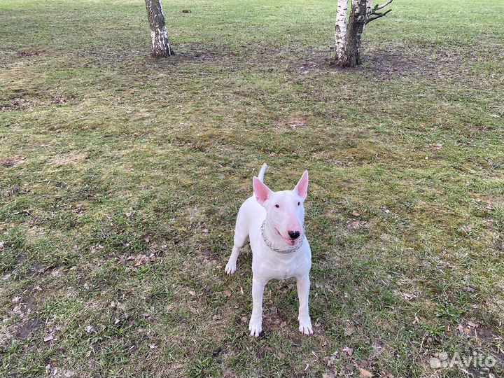 Бультерьер вязка