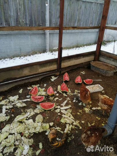 Домашние куриные яйца