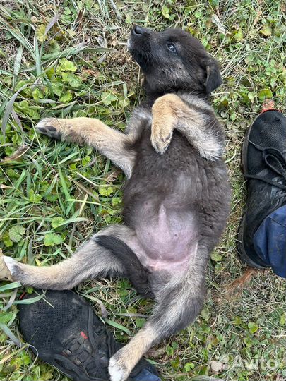 Щенки на охрану