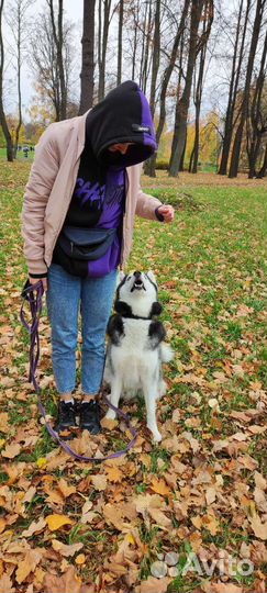 Выгул/няня для собак