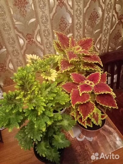 Колиус