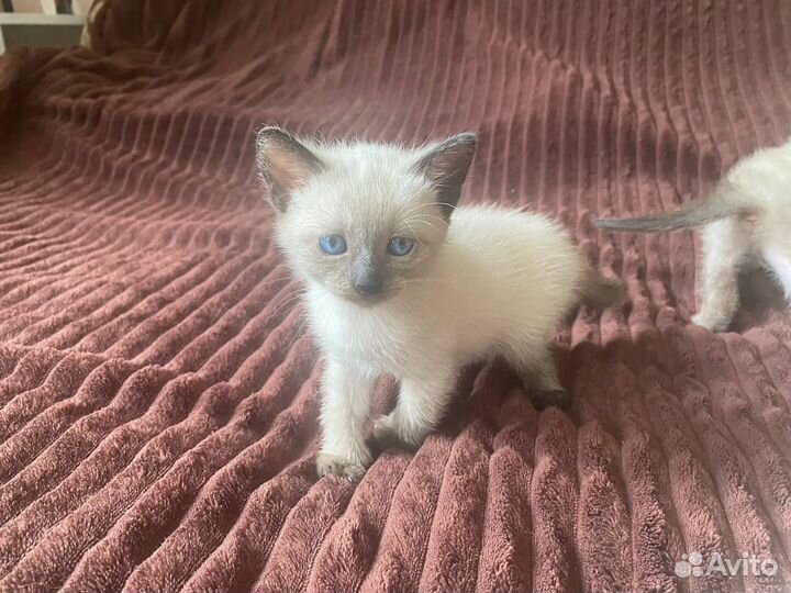 Тайские котята