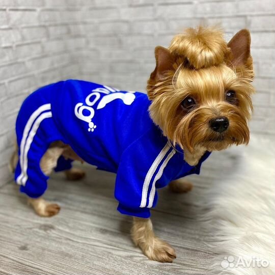 Большой выбор одежды для собак и кошек