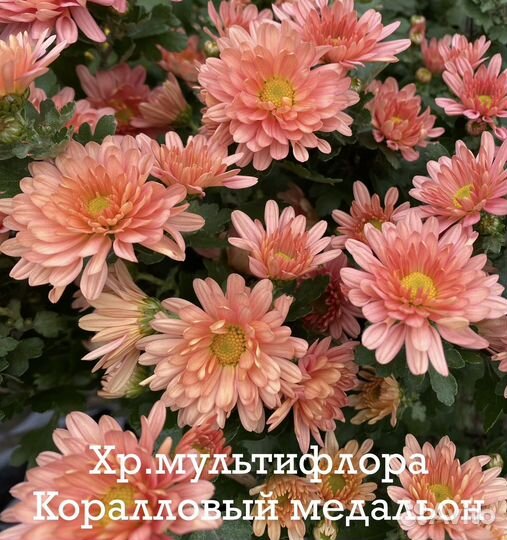 Хризантема мультифлора