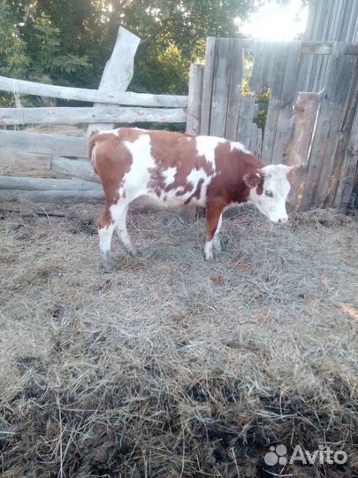 Две телки торг