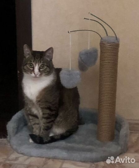 Когтеточка столбик с игрушками(новые)