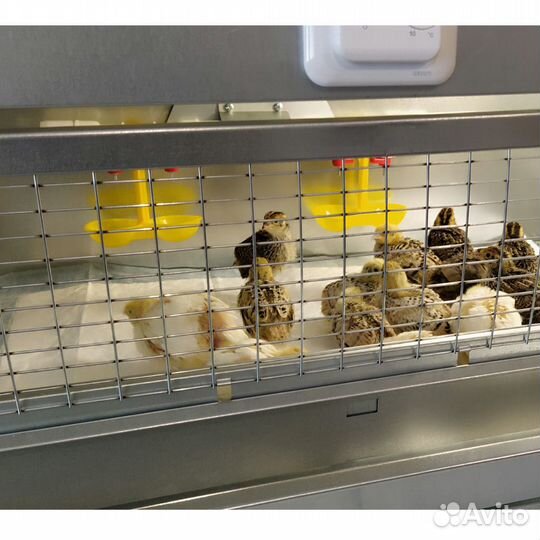 Брудер для 70 цыплят Оптима с терморегулятором