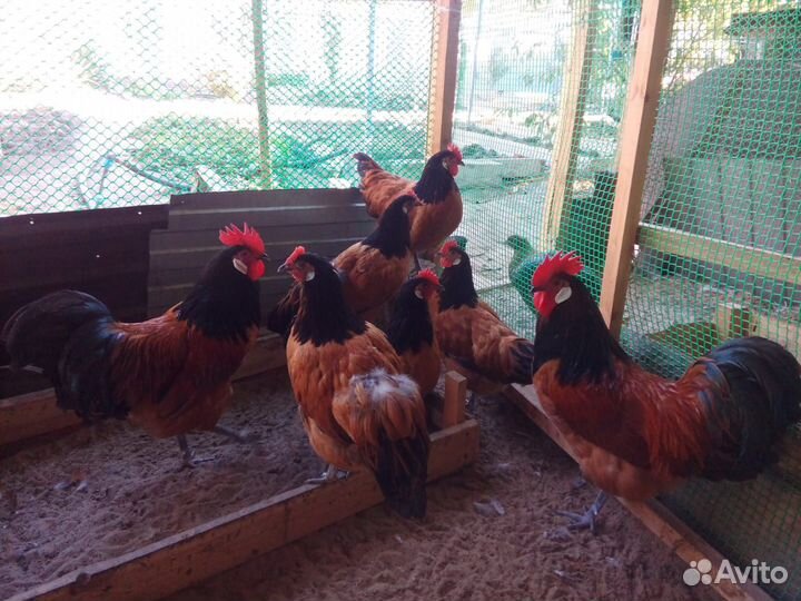 Инкубационное яйцо породы Форверк,цыплята