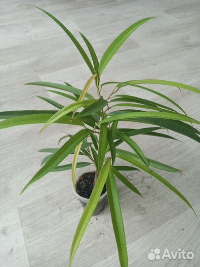 Фикус бенджамина