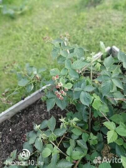 Саженцы ежевики