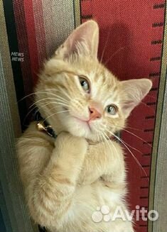 Рыжый и очень шустрый метис Мэйн Куна и Британца