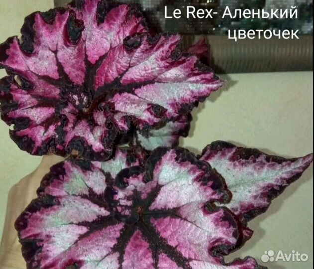 Бегония