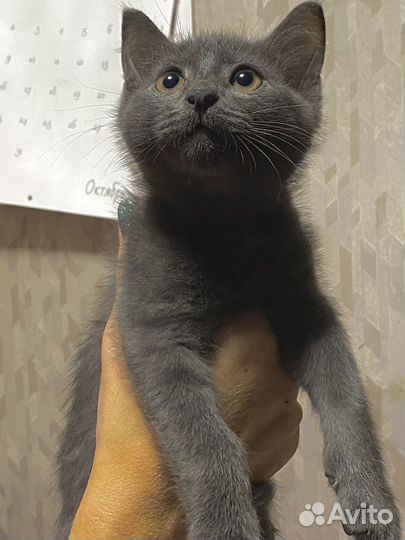 Шотландские котята