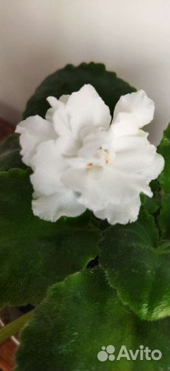 Сортовые фиалки