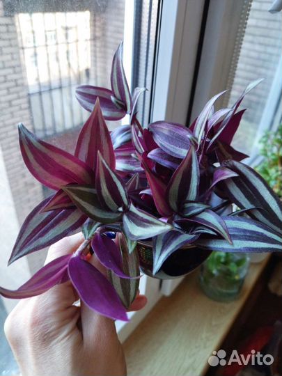 Традесканция зебрина и триколор