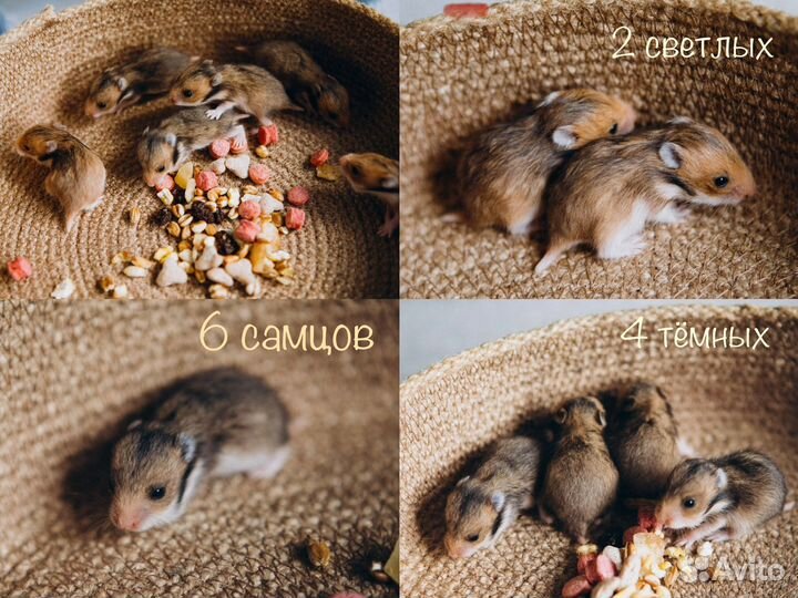 Сирийские хомяки малыши