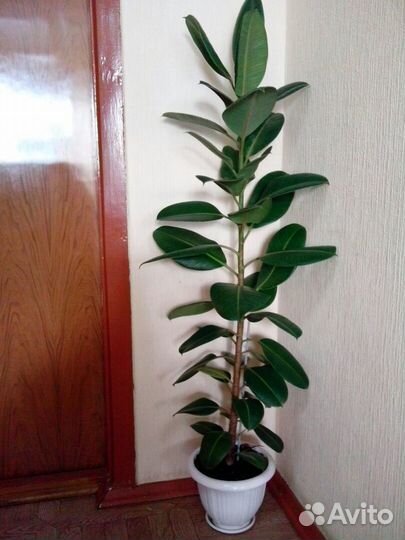 Фикус Эластика Робуста
