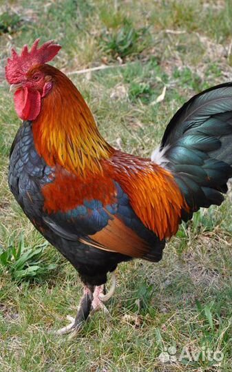 Петухи