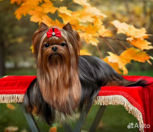 Йорк вязка, Люксик приглашает на свидание