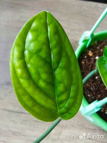 Эпипремнум Марбл Планет, монстераперукарстинианум