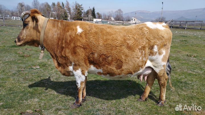 Бычок 11 мес