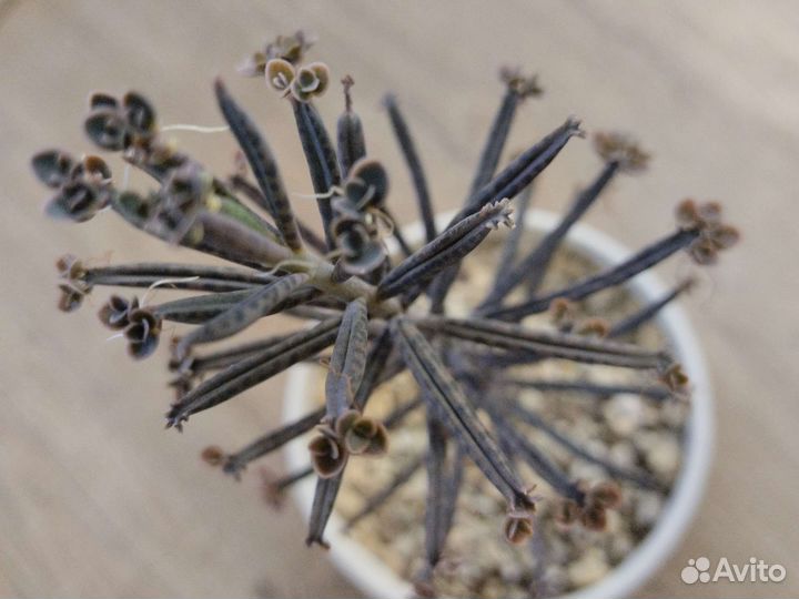 Каланхоэ трубкоцветное (тубифлора)