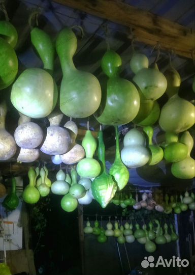 Семена для подвоя