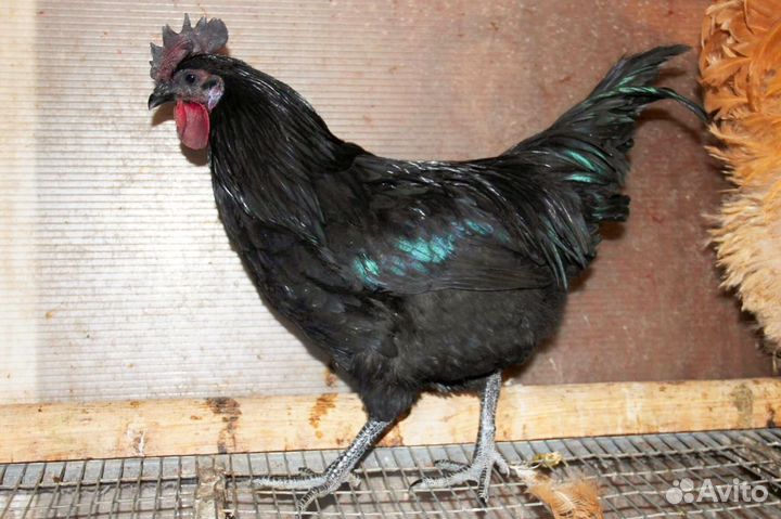 Молодые петушки и цесарки