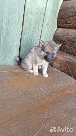 Щенки бесплатно