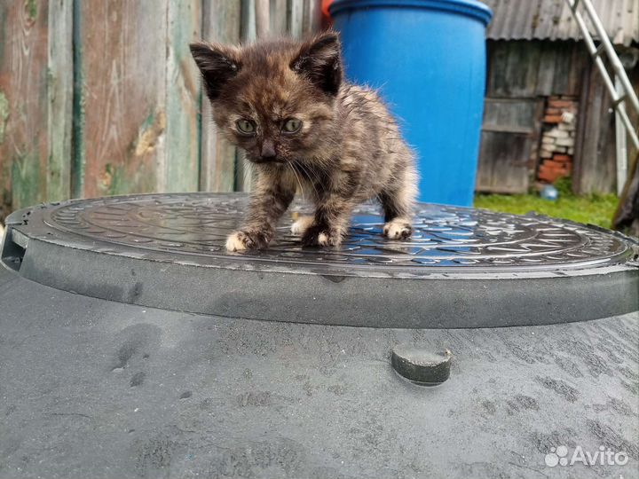 Котята в добрые руки бесплатно