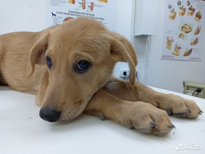 Собака в добрые руки отдам бесплатно