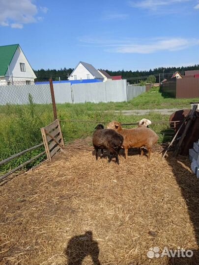 Овцы на племя