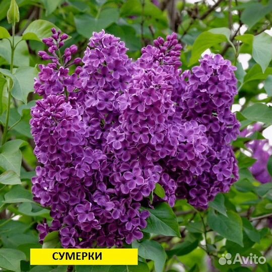 Саженцы сирени