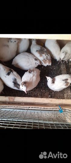 Техасский перепел