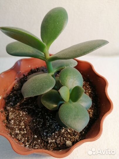 Крассула Толстянка Денежное дерево