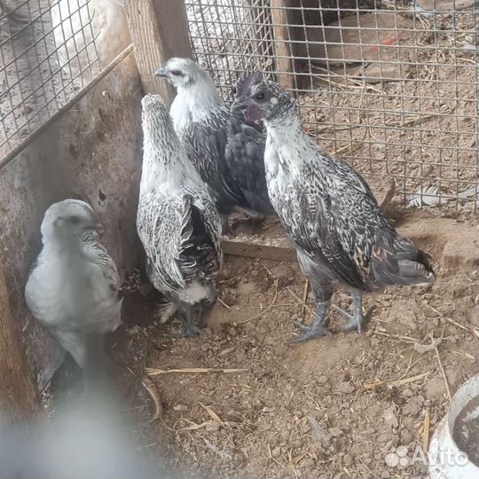 Лакеданзи курочки и петушки