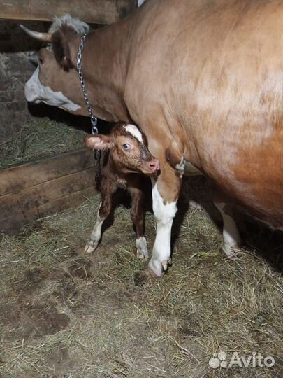 Искусственное осеменение коров и телок