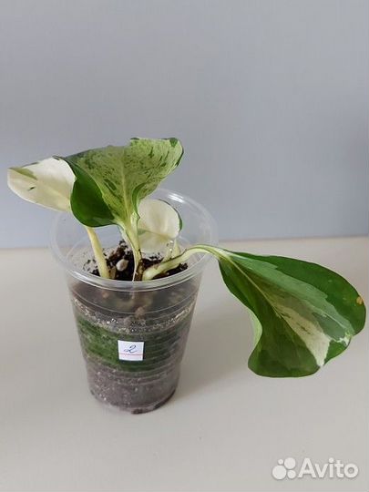 Эпипремнум хеппи лиф happy leaf