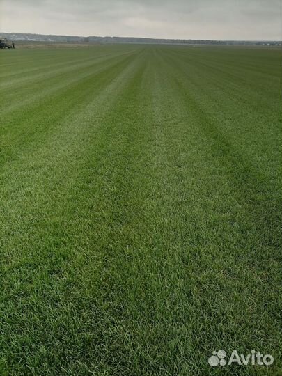 Газонная трава в рулонах